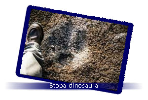 Footprint of Dinosaur