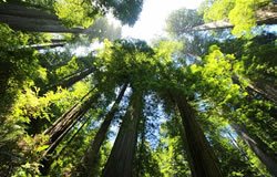 Redwoodský národný park, USA